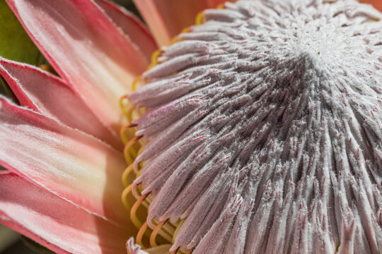Close-up of a beautiful Australian pink protea flower bloom.