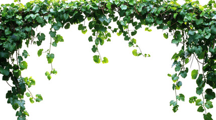 Lush Green Vine Leaves, Isolated on White Background