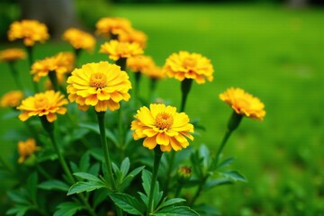 Fototapeta premium Yellow marigold flowers in a garden bed with lush green grass, naturephotography, yellow, flowerpower