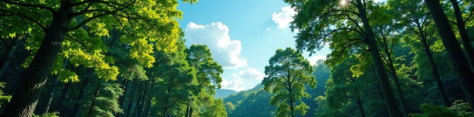Obraz premium Dense forest with towering trees against a clear blue sky, canopy, landscape, wildlife