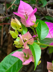 Bougainvillea glabra, the lesser bougainvillea, paper flower, Bunga kertas, or bugenvil plant