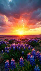 Golden hues of sunset casting over vast Texas bluebonnet sea, horizon, colors, sunset
