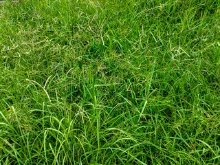 Abstract texture of natural background of green grass leaves in the garden