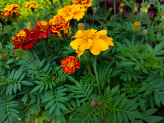 Close-up of Beautiful Flowers Tagetes patula, the French marigold, Cocok botol, or Tahi kotok in the garden