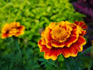 Close-up of Beautiful Flowers Tagetes patula, the French marigold, Cocok botol, or Tahi kotok in the garden