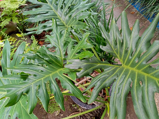 Close-up of beautiful leaves of Thaumatophyllum bipinnatifidum, Tree philodendron, or Philo...