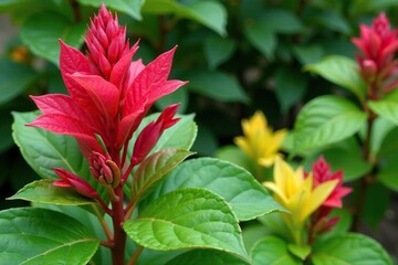 Foliage and flowers of Stauracanthus boivinii in a garden, garden, leaves