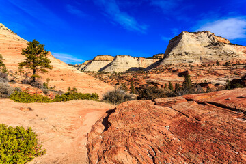 A rocky desert landscape with a lone tree in the foreground