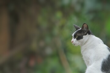 portrait of a common cat looking forward curiously