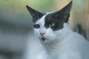 portrait of a common cat looking forward curiously