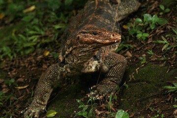 A salvator lizard was crawling on the ground while looking around