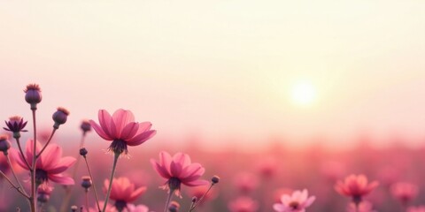 Fototapeta premium Soft Pink Flowers at Sunset A Serene Floral Scene