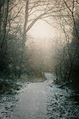 a snow-covered path winding through a forest with bare trees. The sun shines through the branches, creating a serene and tranquil atmosphere.  Snowflakes gently fall, adding to the wintery scene.