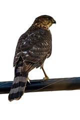 Cooper's Hawk Perched on a Wire Transparent Background PNG
