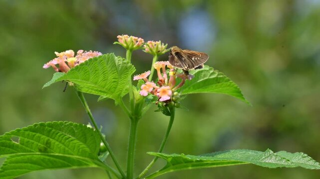 Pelopidas mathias butterfly. Its other names &nbsp;dark small branded swift,&nbsp;small branded swift,&nbsp;lesser millet skipper and &nbsp;black branded swift. This is a&nbsp;butterfly&nbsp;belonging to the family&nbsp;Hesperiidae. 