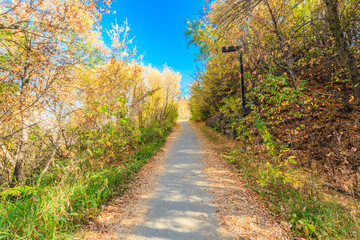 A path through a forest with trees that are shedding their leaves