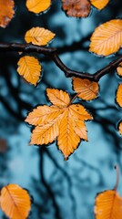 Obraz premium Close-up of Autumn Leaves with Blue and Orange Tint