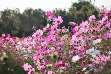 Obraz premium Pink cosmos flowers and leaves in the garden
