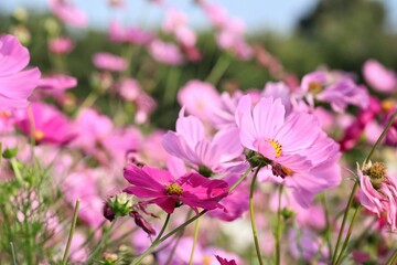Pink cosmos flowers and leaves in the garden
