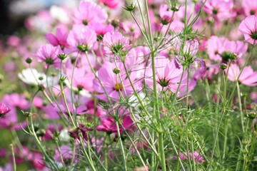 Pink cosmos flowers and leaves in the garden