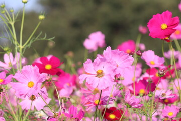 Obraz premium Pink cosmos flowers and leaves in the garden