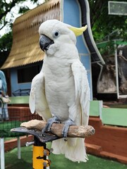 a white parrot in the zoo