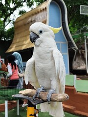 white and parrot