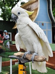 blue and yellow macaw