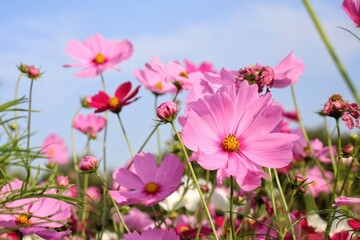 Obraz premium Pink cosmos flowers and leaves in the garden