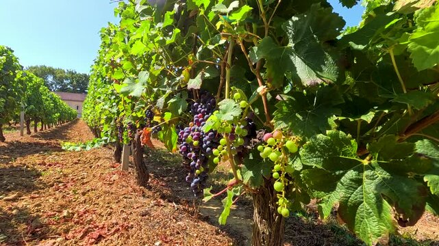 Vineyard Grapes in Bordeaux, France