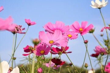 Pink cosmos flowers and leaves in the garden