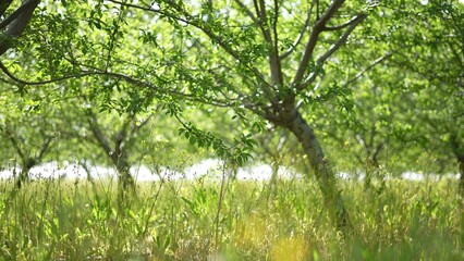 Agriculture. green garden trees summer with green leaves just after flowering general plan. agriculture business concept. tree trunks in orchard landscape nature. farming gardening general plan crop