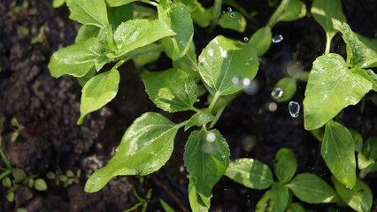 agriculture irrigation. green a sunflower plant irrigation water drops. agriculture business...