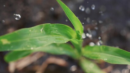 agriculture corn. irrigation of green corn sprouts close-up of water drops watering the field. irrigation agriculture business concept. watering drops of water dripping on green corn lifestyle sprout