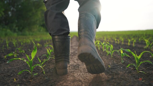 agriculture. man farmer in rubber boots walks along corn sprouts green field. agriculture lifestyle a business concept. farmer worker goes home after harvesting end across a field of corn