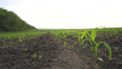 corn agriculture. green corn sprouts rows in field in the soil camera motion. business agriculture...