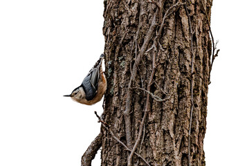White-Breasted Nuthatch on a Tree Trunk