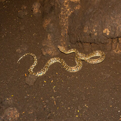 The Cuban Boa in a cave in Guanahacabibes National Park.