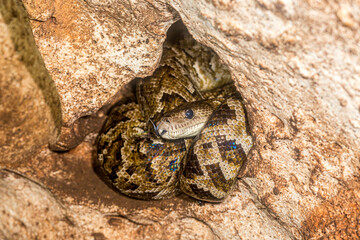 The Cuban Boa in a cave in Guanahacabibes National Park.