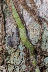 The unique green speckled root of a rare Ghost Orchid.