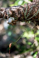 The rare Ghost Orchid roots are uniquely speckled.