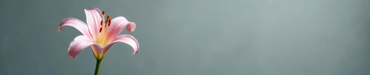 Fototapeta premium Delicate lily bud with translucent petals unfolding on a gray background, floral, plant, flowers