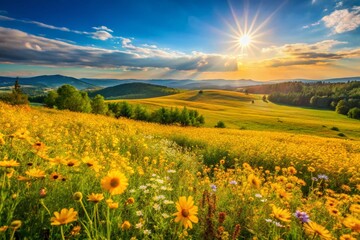 Obraz premium Golden Flowers of Russia: Blooming Wildflowers in a Sunny Meadow