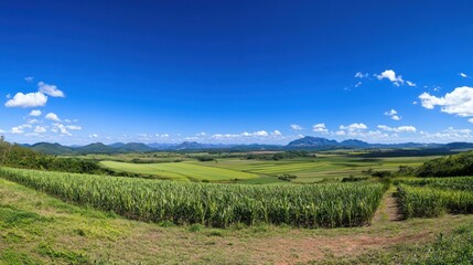 Panoramic View of Lush Green Sugarcane Fields Under a Bright Blue Sky