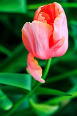 Netherlands, Flevoland. Dutch tulips in fields.