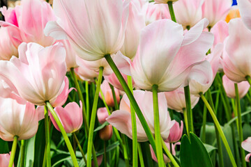 Netherlands, Flevoland. Dutch tulips in fields.