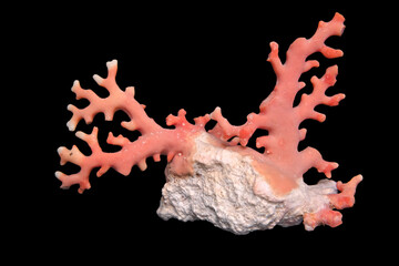 Red Coral, a type of marine Corallium, is noted for its red/pink skeleton, sometimes used to make jewelry.
