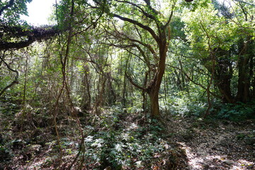 wild spring forest with old trees and vines