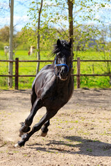 Netherlands, Friesland Arabian horses being trained in area.