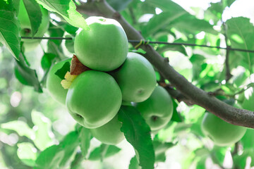 Cluster of green apples hanging from a tree branch, surrounded by lush green leaves. The apples appear fresh and ripe, indicating a healthy and productive apple tree
